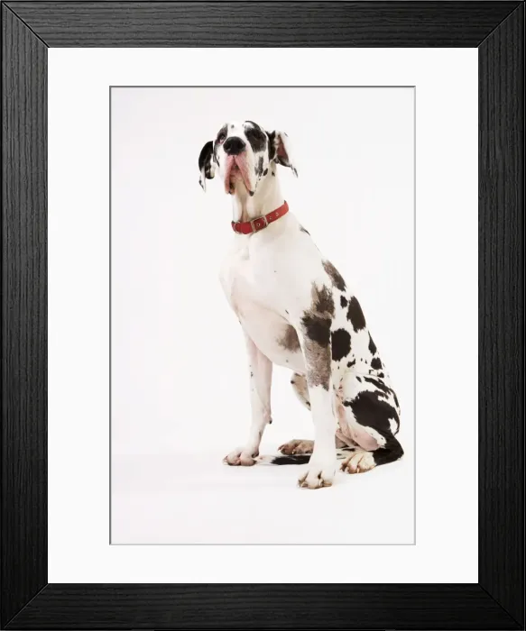 Framed Print : Dog - Great Dane bitch sitting down Framed Print : Dog - Great Dane bitch sitting down