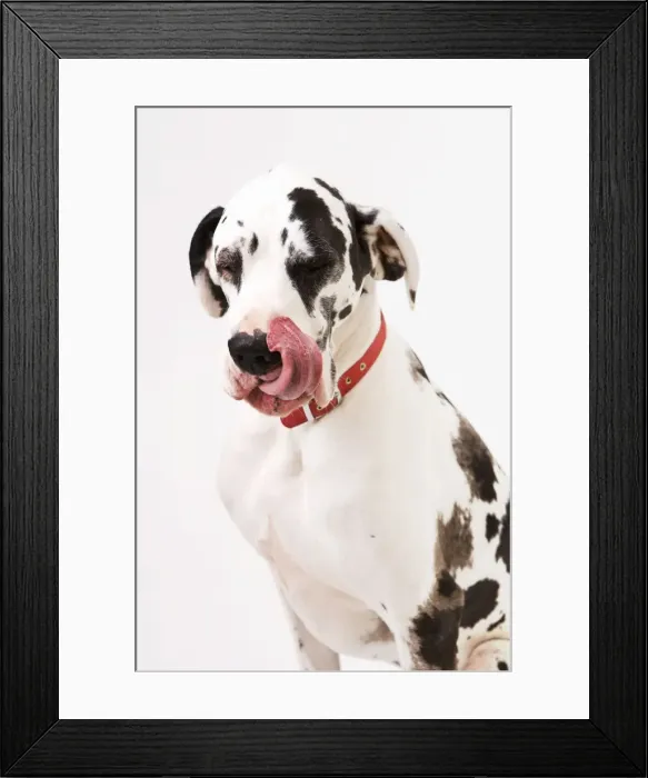 Framed Print : Dog - Great Dane bitch sitting down licking lips Framed Print : Dog - Great Dane bitch sitting down licking lips
