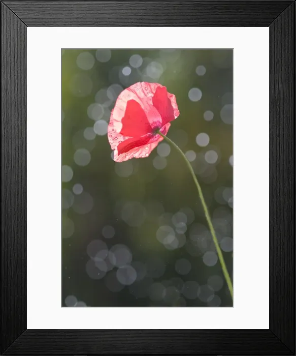 Framed Print : single red poppy angled toward sun backlit with rain drops on petals and out of focus highlight droplets against blurred background Framed Print : single red poppy angled toward sun backlit with rain drops on petals and out of focus highlight droplets against blurred background
