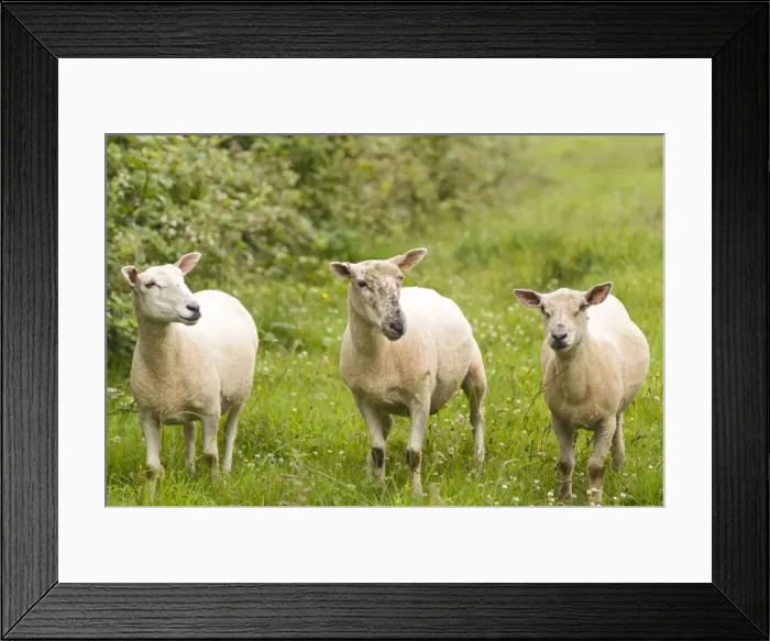 Framed Print : Three young Sheep - Recently shorn, breed uncertain Framed Print : Three young Sheep - Recently shorn, breed uncertain