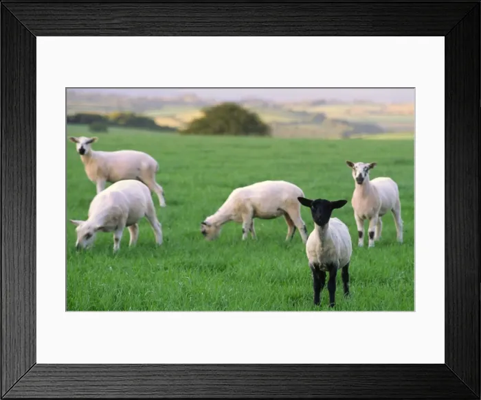 Framed Print : Small flock of lambs one black face foreground in green field with late afternoon sunlit scenery background Framed Print : Small flock of lambs one black face foreground in green field with late afternoon sunlit scenery background