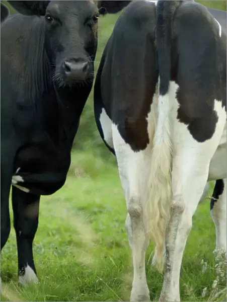 Cows - Two together nose to tail