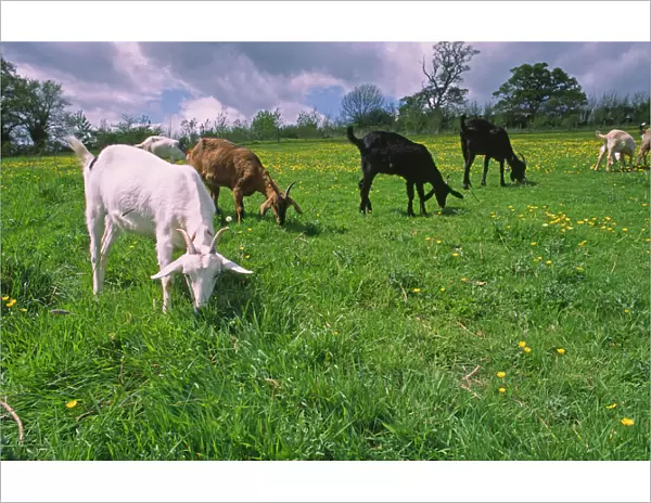Domesticated Goats graze in lush green summer pasture with buttercup flowers