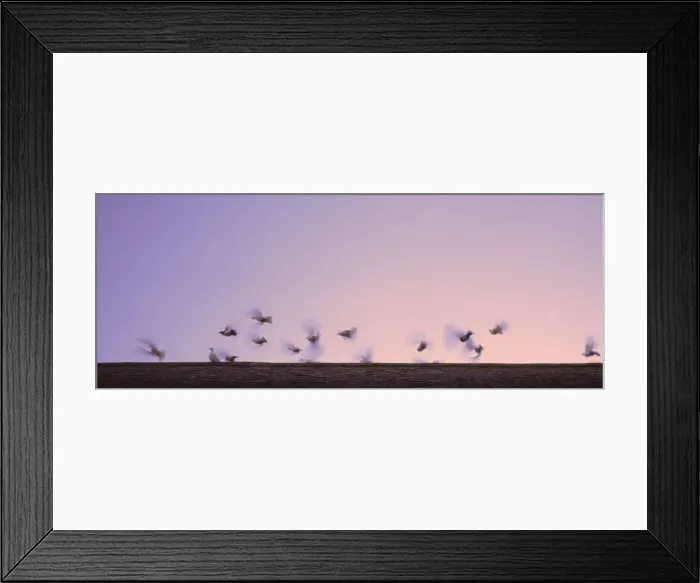 Framed Print : Doves flutter above roofline against dawn or dusk sky one stands still Framed Print : Doves flutter above roofline against dawn or dusk sky one stands still