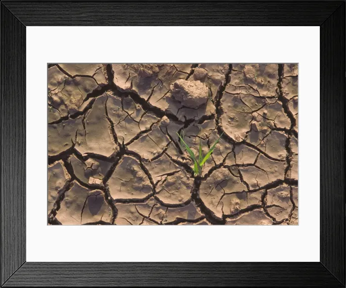 Framed Print : Dry cracked muddy farmland with single shoot of wheat or barley Framed Print : Dry cracked muddy farmland with single shoot of wheat or barley