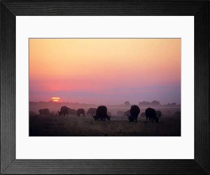 Framed Print : Cape Buffalo - in the sunset Botswana, Africa Framed Print : Cape Buffalo - in the sunset Botswana, Africa