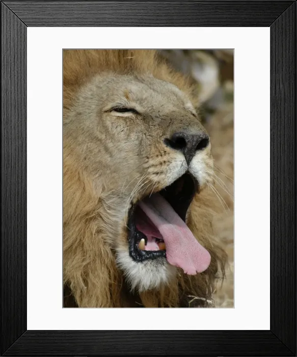 Framed Print : African Lion - Male, yawning Okavango delta, Botswana, Africa Framed Print : African Lion - Male, yawning Okavango delta, Botswana, Africa