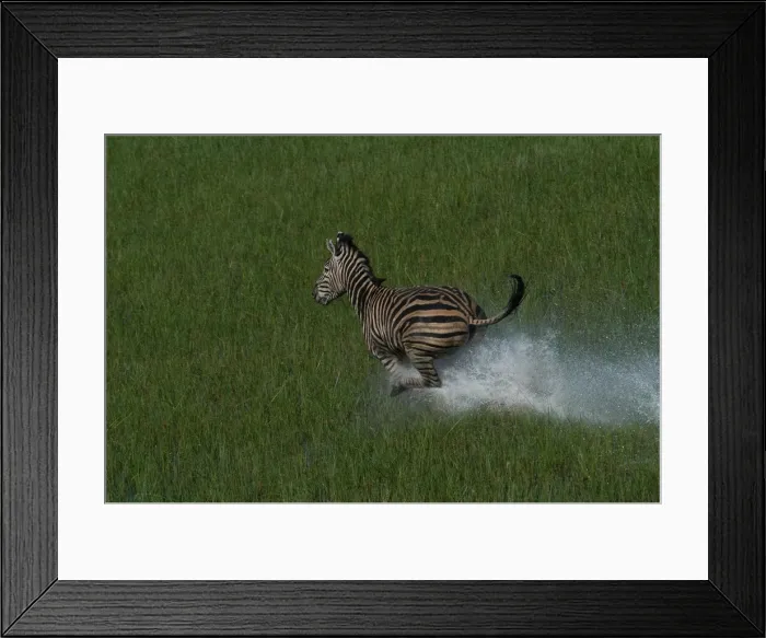 Framed Print : Burchell's / Common / Plain's Zebra - Aerial view, Galloping across water Okavango delta, Botswana, Africa Framed Print : Burchell's / Common / Plain's Zebra - Aerial view, Galloping across water Okavango delta, Botswana, Africa