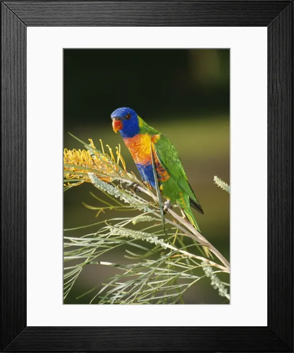 Framed Print : Rainbow Lorikeet On Grevillea flowers, Australia Framed Print : Rainbow Lorikeet On Grevillea flowers, Australia