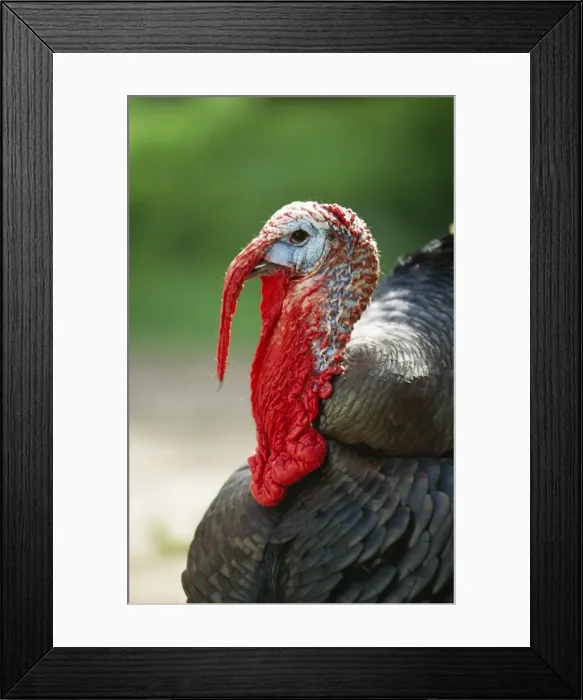 Framed Print : Domestic Turkey Framed Print : Domestic Turkey