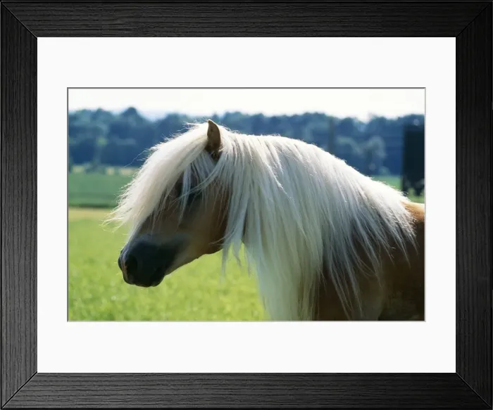 Framed Print : Avelignese Horse