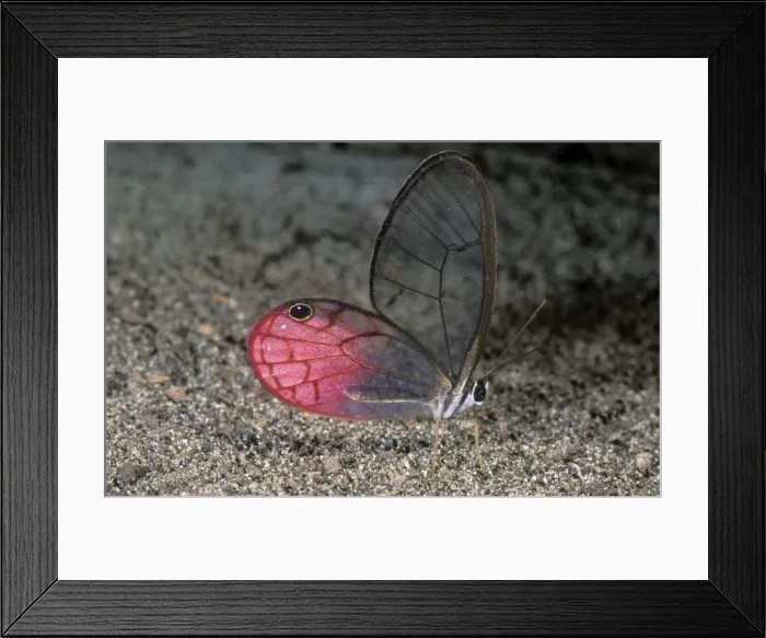 Framed Print : Glasswing Butterfly Brazil. Columbia, Ecuador Framed Print : Glasswing Butterfly Brazil. Columbia, Ecuador