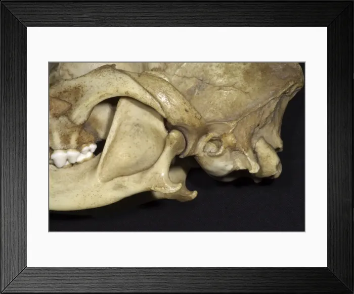 Framed Print : Dog's Skull - Close Up View showing the articulation of the lower jaw with the skull. The socket is shallow and dislocation is easy and frequent. This should be compared with the badger where the groove is more complete
