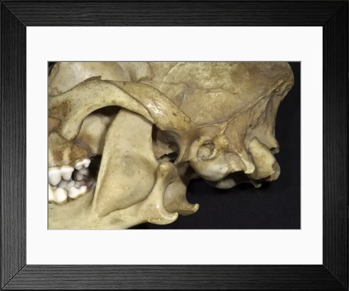 Framed Print : Dog's Skull - Close Up View showing dislocation of the lower jaw with the skull. The socket is shallow and dislocation is easy and frequent. This should be compared with the badger where the groove is more complete Framed Print : Dog's Skull - Close Up View showing dislocation of the lower jaw with the skull. The socket is shallow and dislocation is easy and frequent. This should be compared with the badger where the groove is more complete