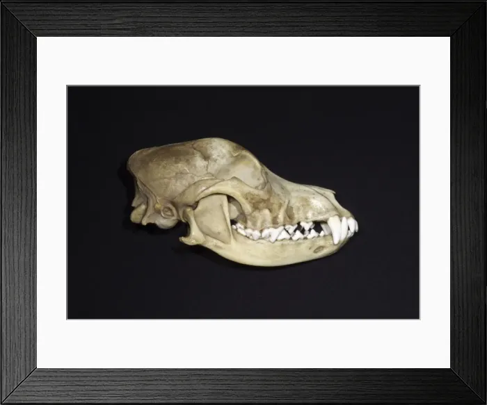 Framed Print : Dog's Skull Right Side Framed Print : Dog's Skull Right Side
