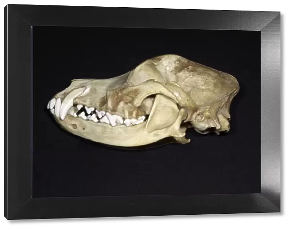 Dog's Skull Left side - Left side with bone over canine tooth removed to reveal the length of the root. This explains why surgical removal of the canine tooth is difficult