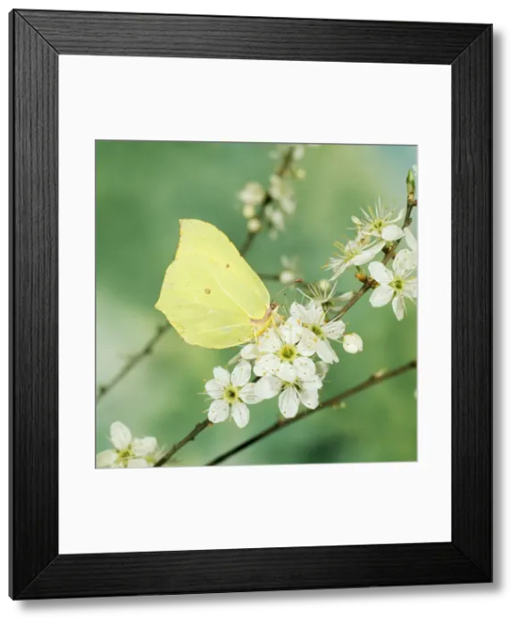 Framed Print : Brimstone Butterfly Framed Print : Brimstone Butterfly