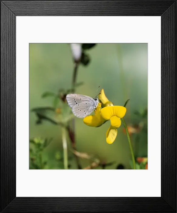 Framed Print : Small Blue Butterfly - Male - at yellow flower (Trefoil?) Framed Print : Small Blue Butterfly - Male - at yellow flower (Trefoil?)