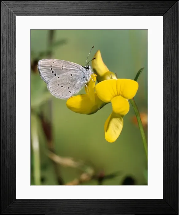 Framed Print : Small Blue Butterfly - Male - at yellow flower (Trefoil?) Framed Print : Small Blue Butterfly - Male - at yellow flower (Trefoil?)