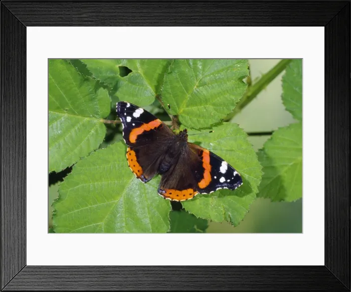 Framed Print : Red Admiral Butterfly Framed Print : Red Admiral Butterfly