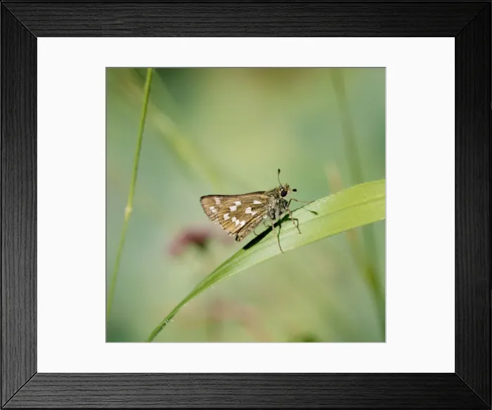 Framed Print : Silver-spotted Skipper Butterfly Framed Print : Silver-spotted Skipper Butterfly