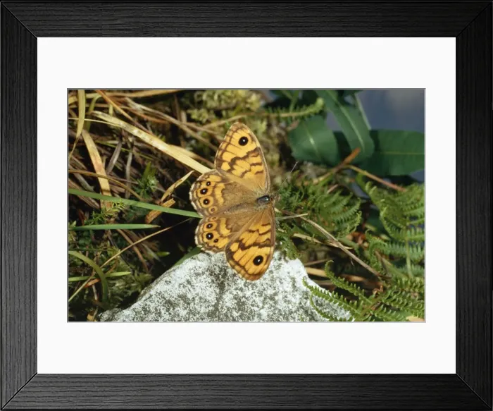 Framed Print : Wall Brown Butterfly Framed Print : Wall Brown Butterfly