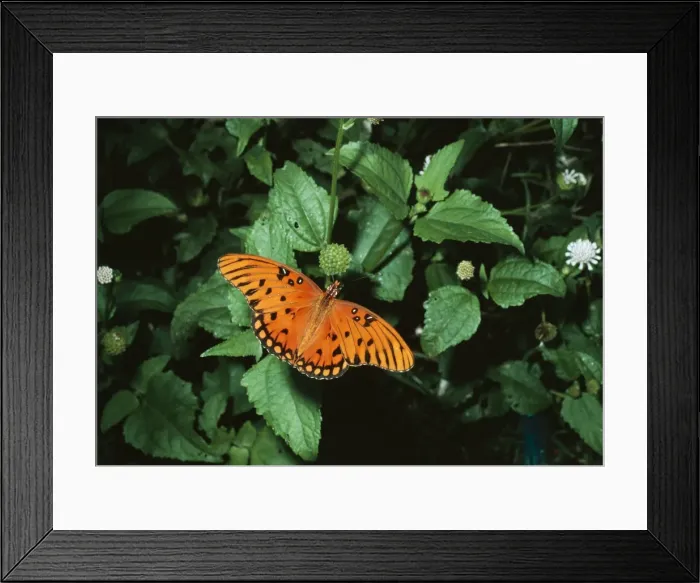 Framed Print : Gulf Fritillary Butterfly Framed Print : Gulf Fritillary Butterfly
