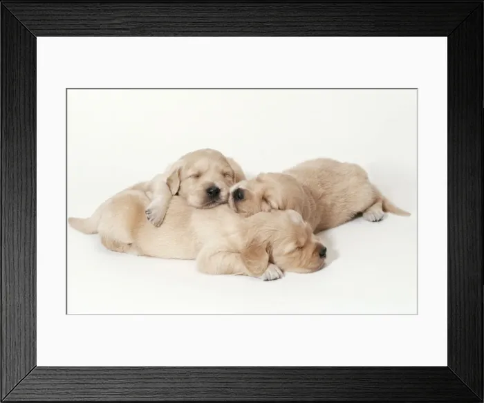 Framed Print : Golden Retriever Dog Puppies asleep, 3 weeks old Framed Print : Golden Retriever Dog Puppies asleep, 3 weeks old