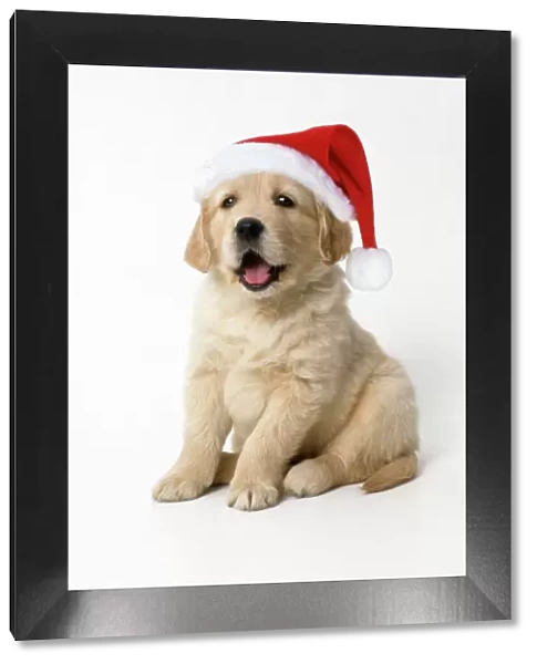 Golden Retriever Dog - puppy 7 weeks old, Wearing Christmas hat