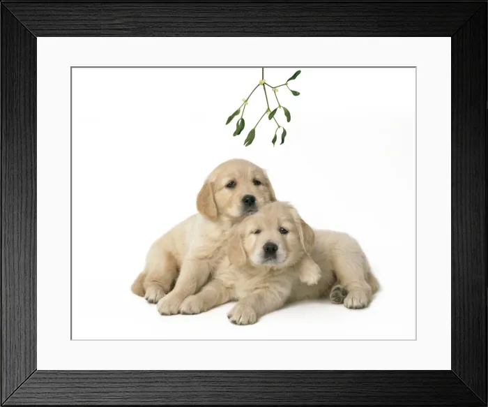 Framed Print : Golden Retriever Dog - x2 puppies 7 weeks old, under mistletoe Framed Print : Golden Retriever Dog - x2 puppies 7 weeks old, under mistletoe