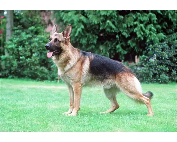 German Shepherd  /  Alsatian Dog