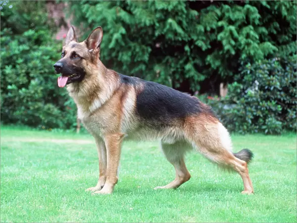 German Shepherd  /  Alsatian Dog