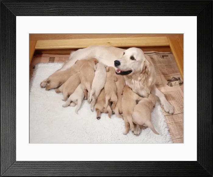 Framed Print : Golden Retriever Dog - litter suckling Framed Print : Golden Retriever Dog - litter suckling