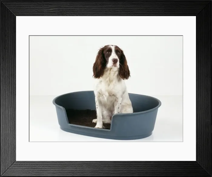 Framed Print : English Springer Spaniel Dog Sitting in bed Framed Print : English Springer Spaniel Dog Sitting in bed