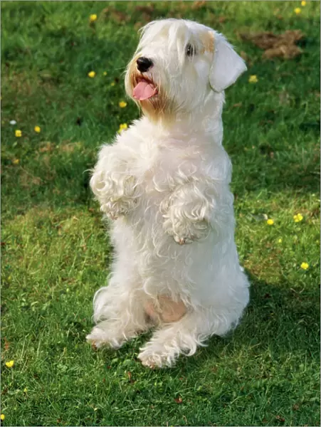 Sealyham Terrier Dog