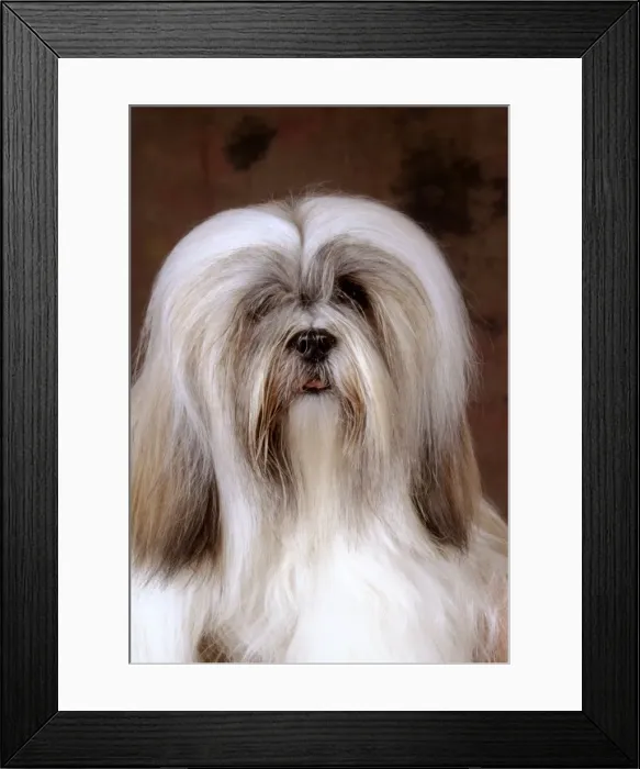 Framed Print : Lhasa Apso Dog Framed Print : Lhasa Apso Dog
