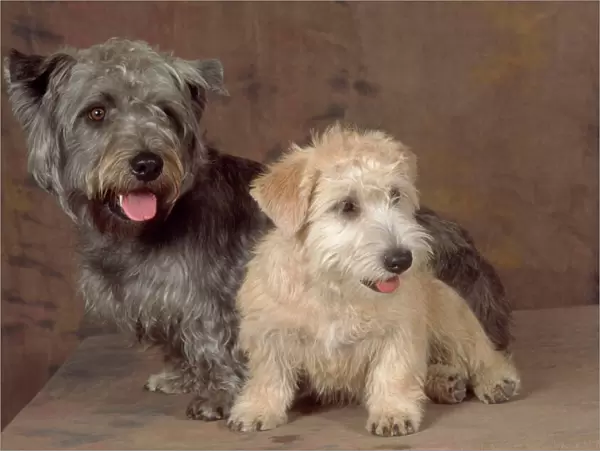 Dogs - Glen of Imaal Terrier Dog