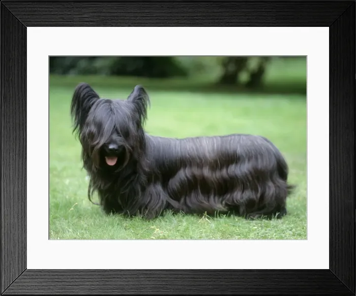 Framed Print : Skye Terrier Dog Framed Print : Skye Terrier Dog