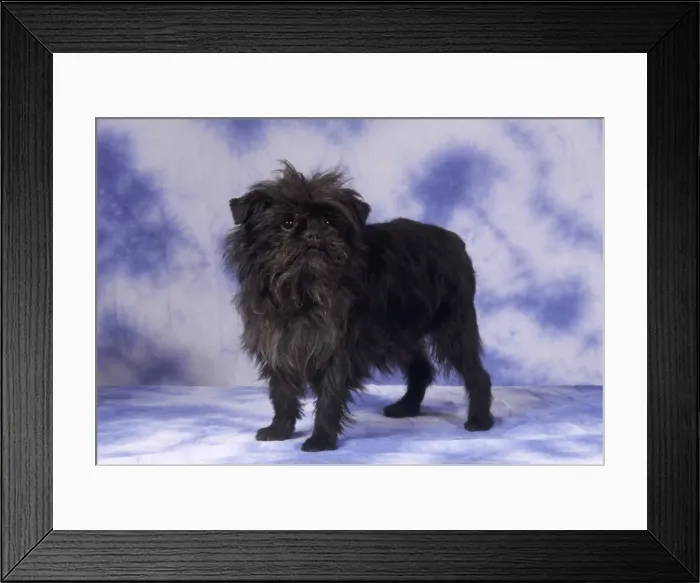 Framed Print : Affenpinscher Framed Print : Affenpinscher
