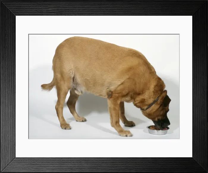 Framed Print : Fat Dog - eating Framed Print : Fat Dog - eating
