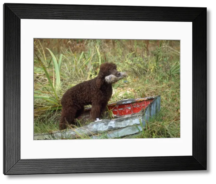 Framed Print : Irish Water Spaniel Dog Framed Print : Irish Water Spaniel Dog