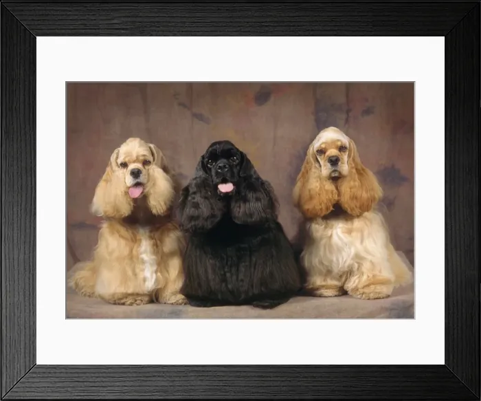 Framed Print : American Cocker Spaniel Dogs