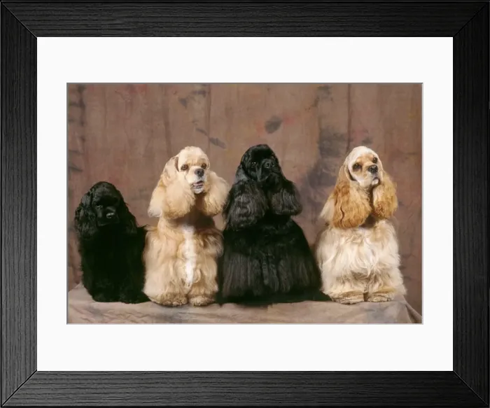 Framed Print : American Cocker Spaniel Dogs
