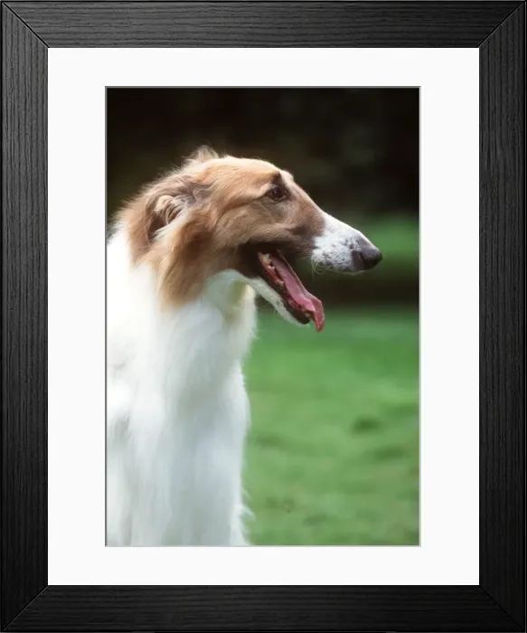 Framed Print : Borzoi, Dog JD 10933 © John Daniels ARDEA LONDON Framed Print : Borzoi, Dog JD 10933 © John Daniels ARDEA LONDON