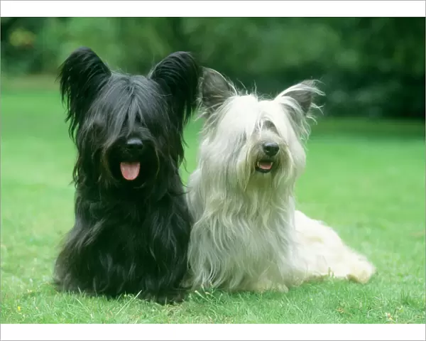 Skye Terrier Dogs - Two sitting together on grass