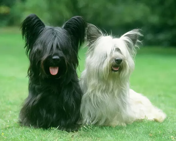 Skye Terrier Dogs - Two sitting together on grass
