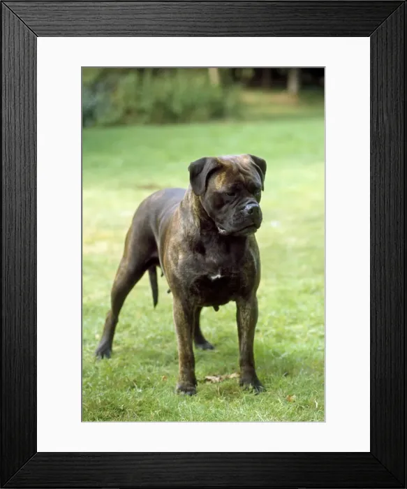 Framed Print : JD-1101. JD-11001. BULLMASTIFF DOG - STANDING Framed Print : JD-1101. JD-11001. BULLMASTIFF DOG - STANDING