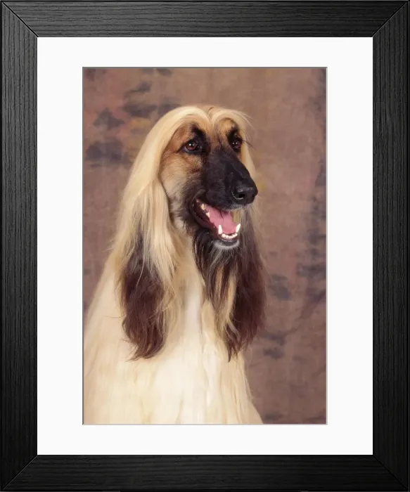 Framed Print : Afghan Hound Dog Framed Print : Afghan Hound Dog