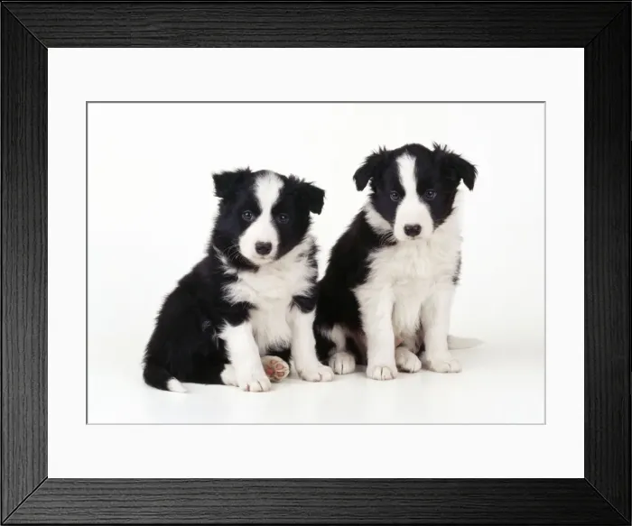 Framed Print : Border Collie Dog - puppies Framed Print : Border Collie Dog - puppies