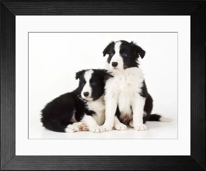 Framed Print : Border Collie Dog - x2 puppies Framed Print : Border Collie Dog - x2 puppies